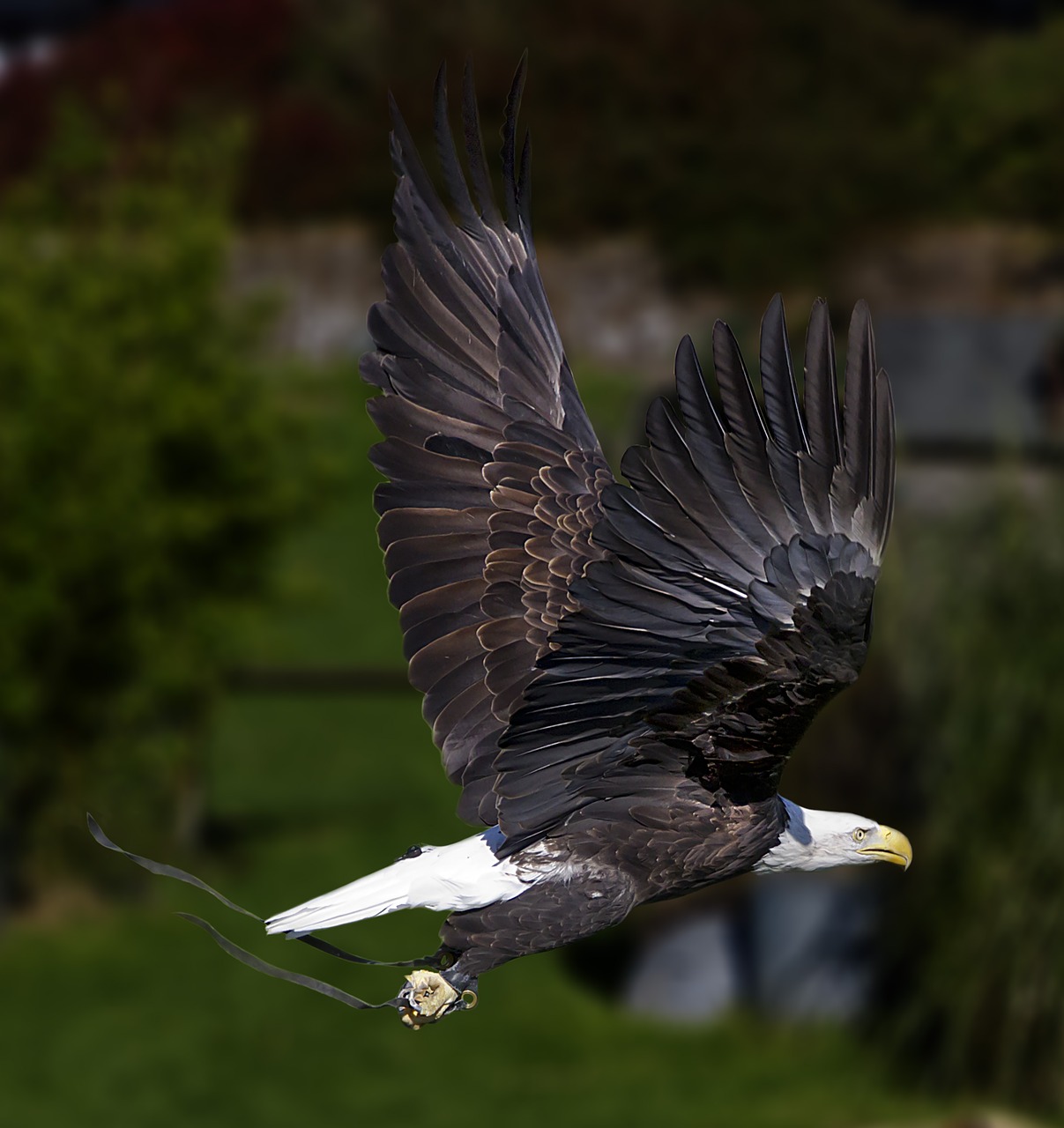 eagle  zoo  bird free photo