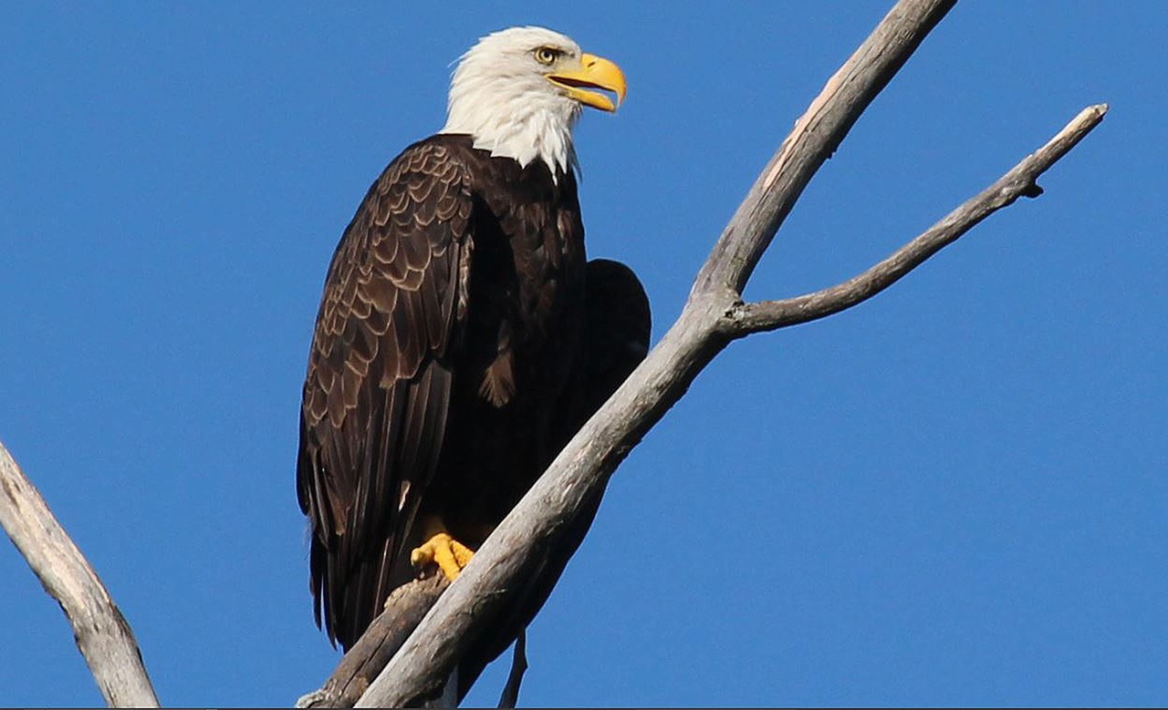eagle  bird  america free photo