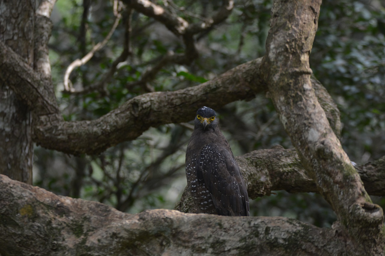 eagle  wildlife  outdoor free photo