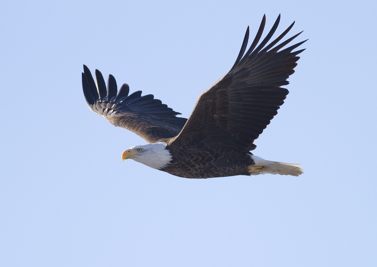 eagle  bald  flying free photo