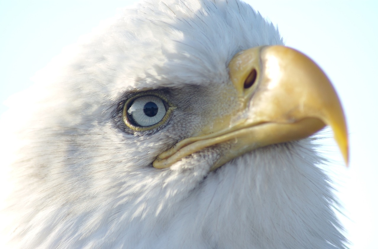 eagle  bald  profile free photo