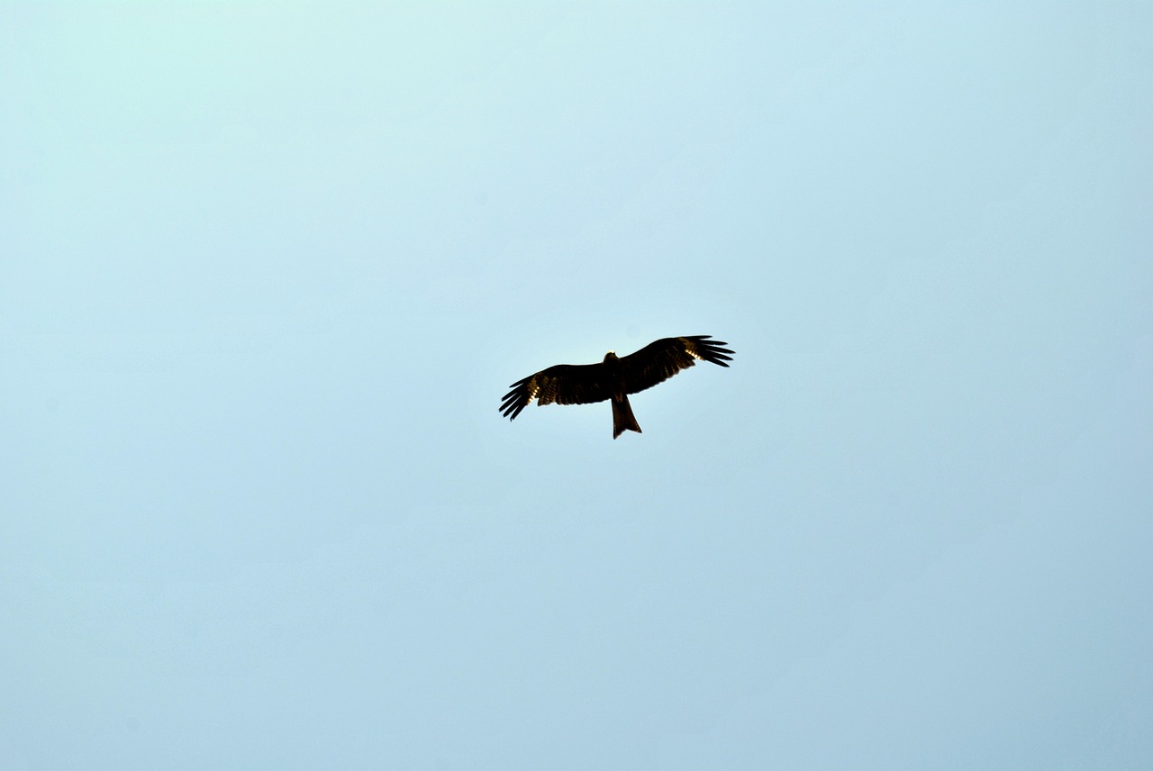 eagle flying freedom free photo