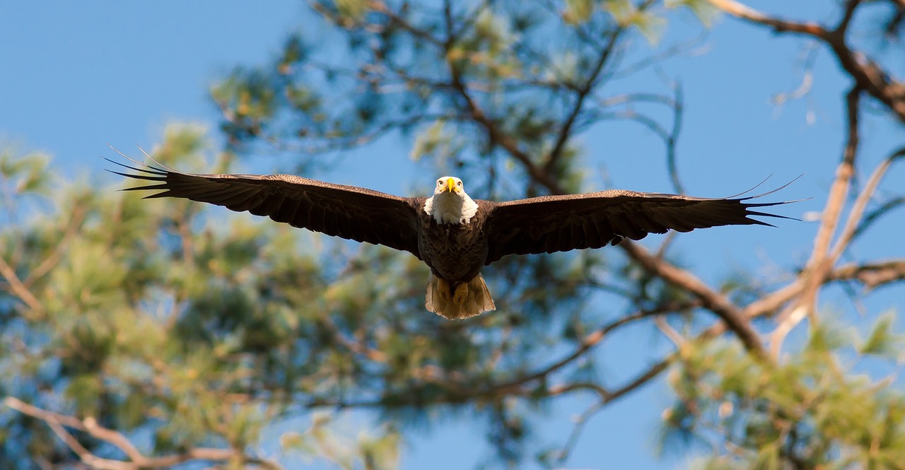 eagle  bald  flying free photo