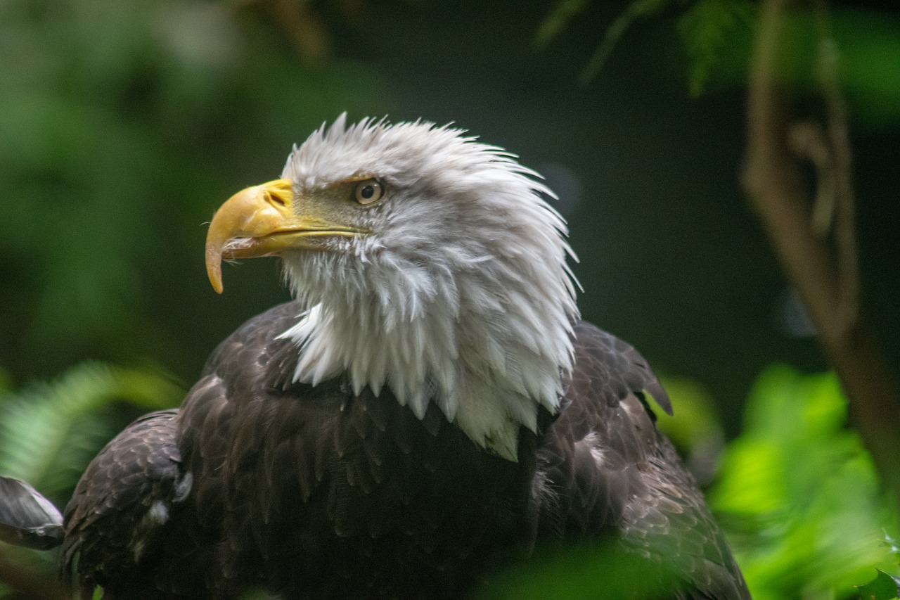 eagle  usa  oregon free photo