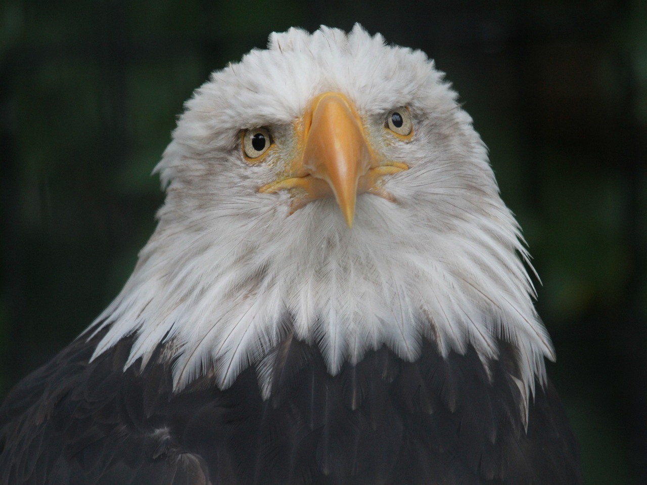 eagle  bald  raptor free photo