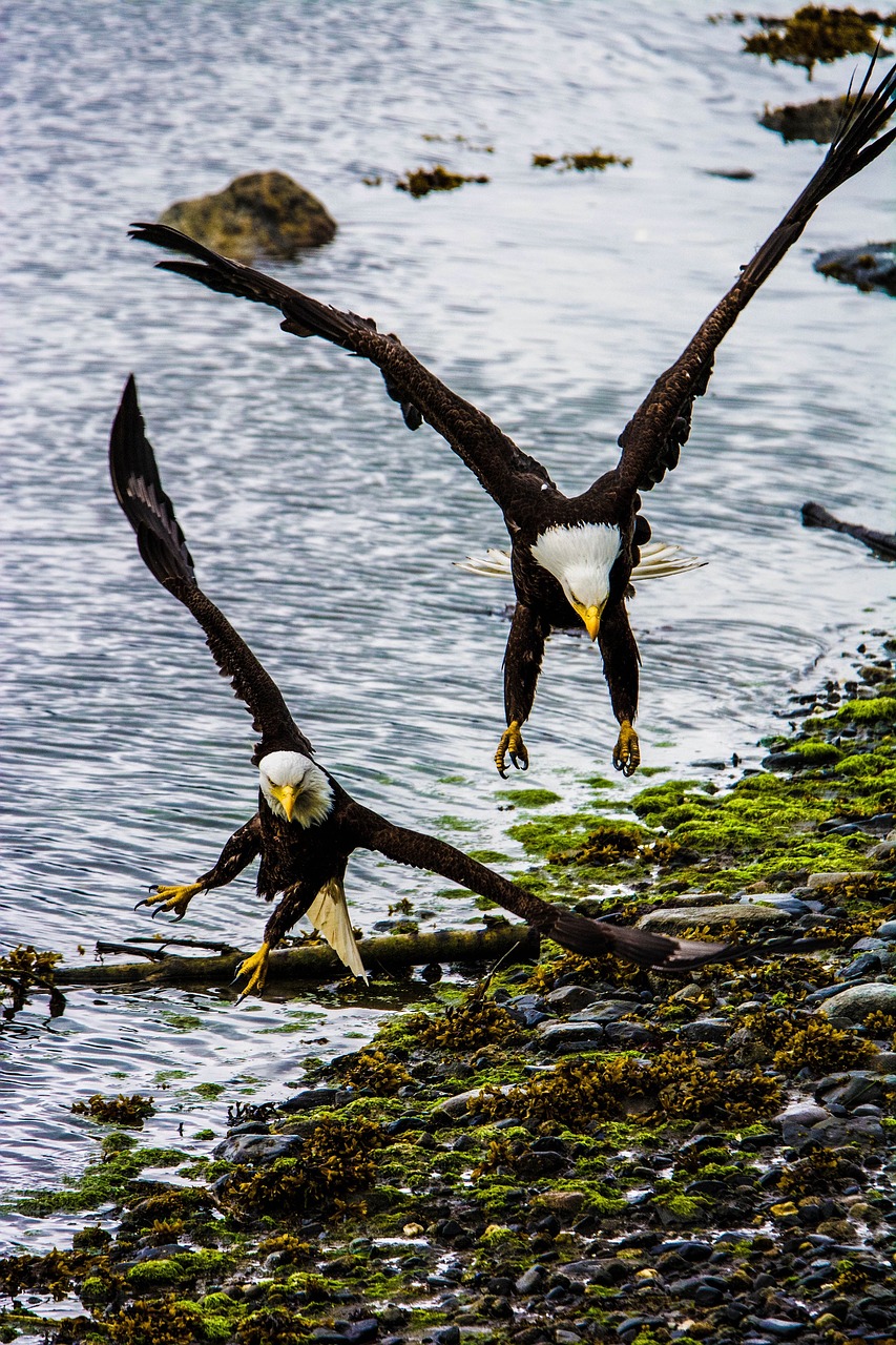 eagle  bald  flying free photo