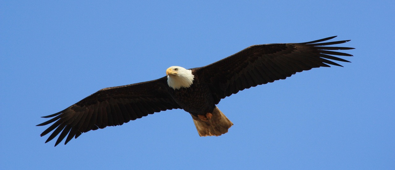 eagle  bald  flying free photo