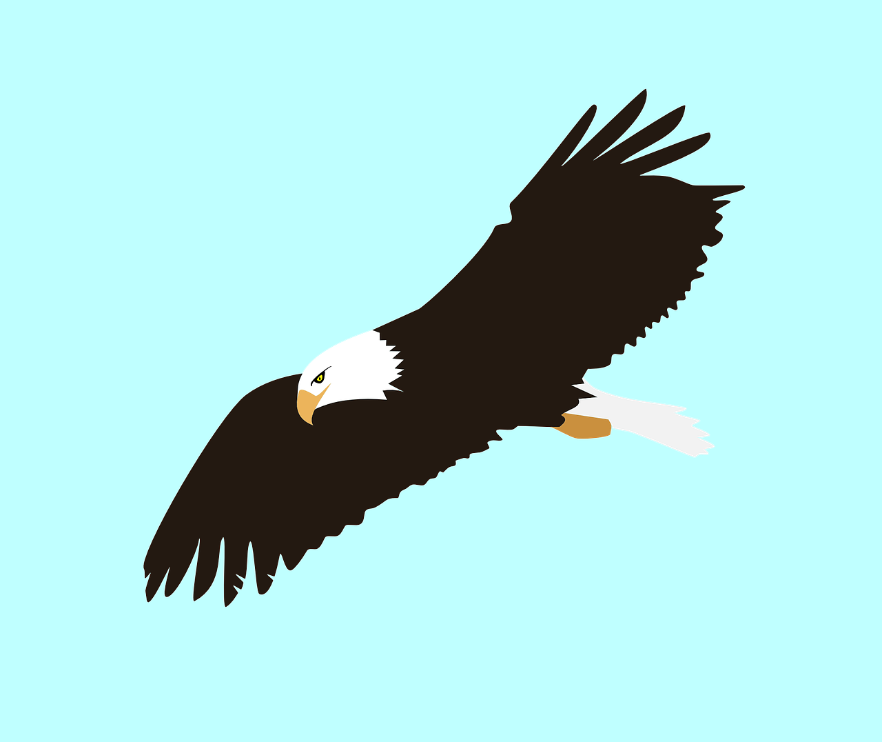 eagle bird fly free photo
