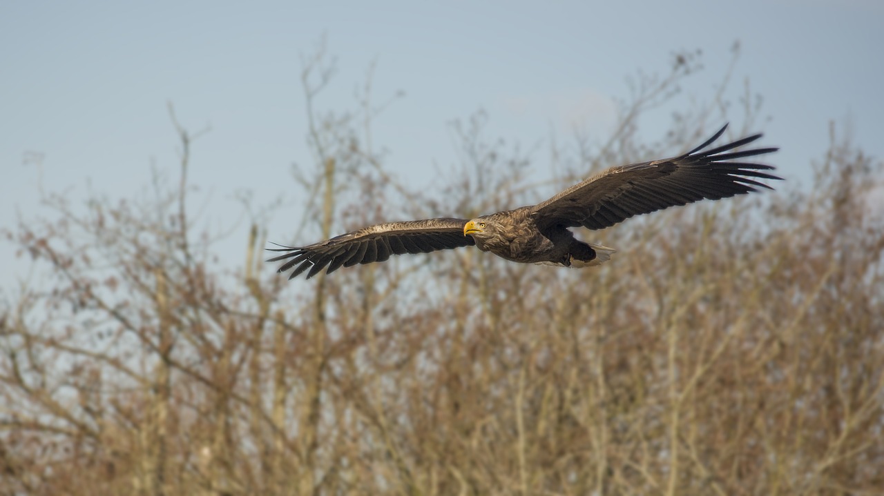 eagle  bird  expensive free photo