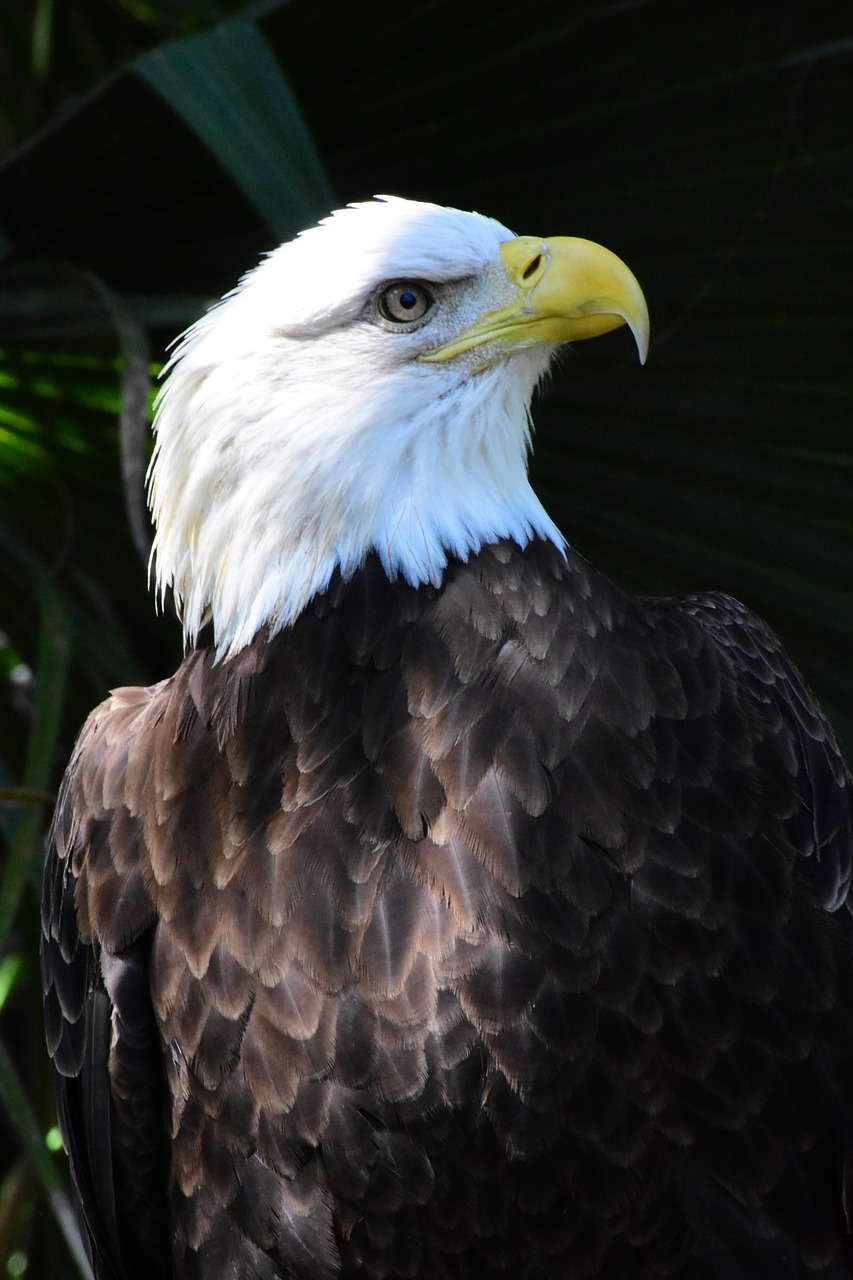 eagle  endangered  wildlife free photo