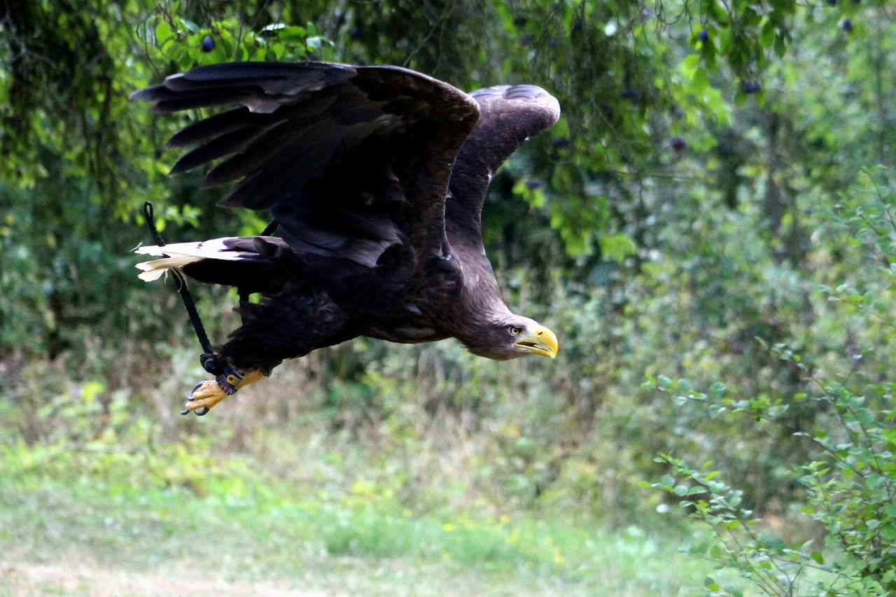 eagle  tame  flight free photo