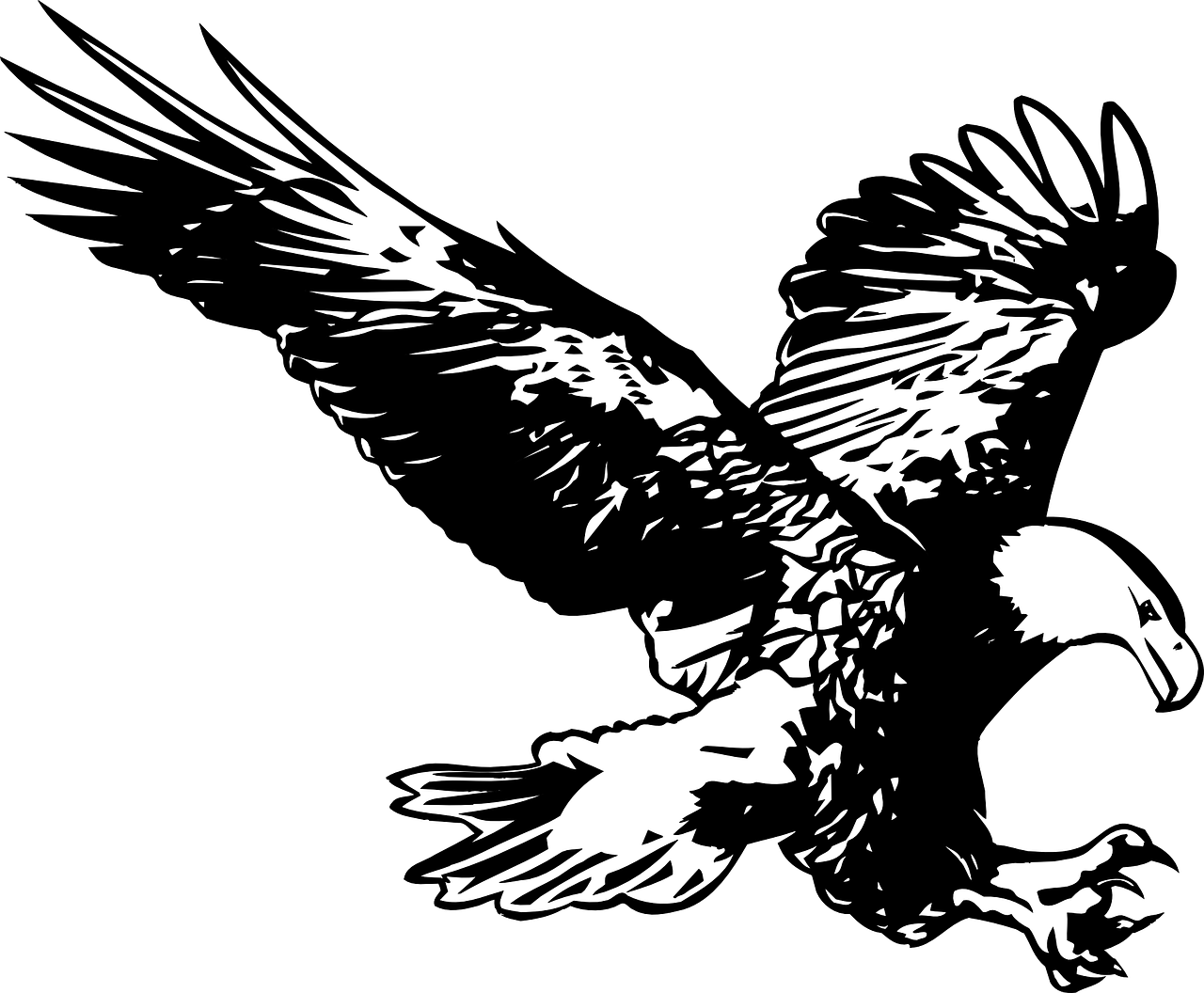 eagle black and white birds free photo