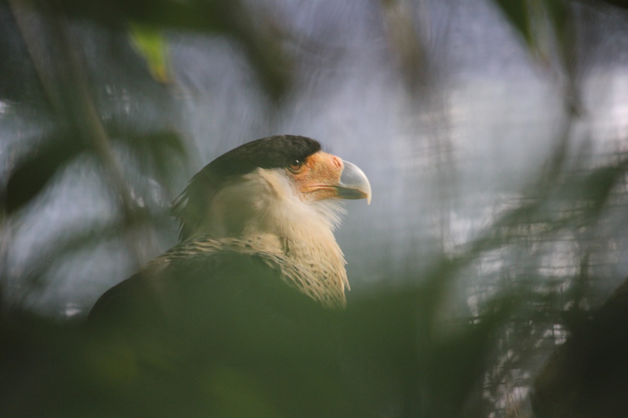 eagle wild animal free photo