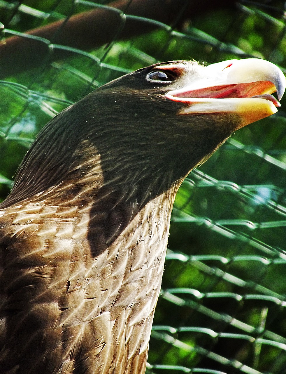 eagle beak bird free photo