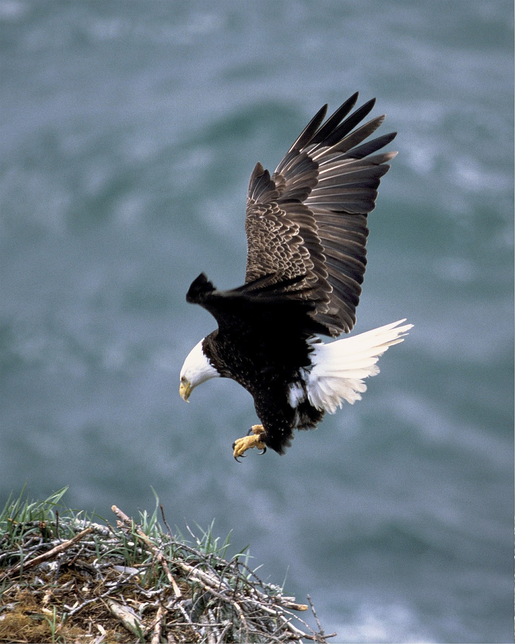 eagle landing flying free photo
