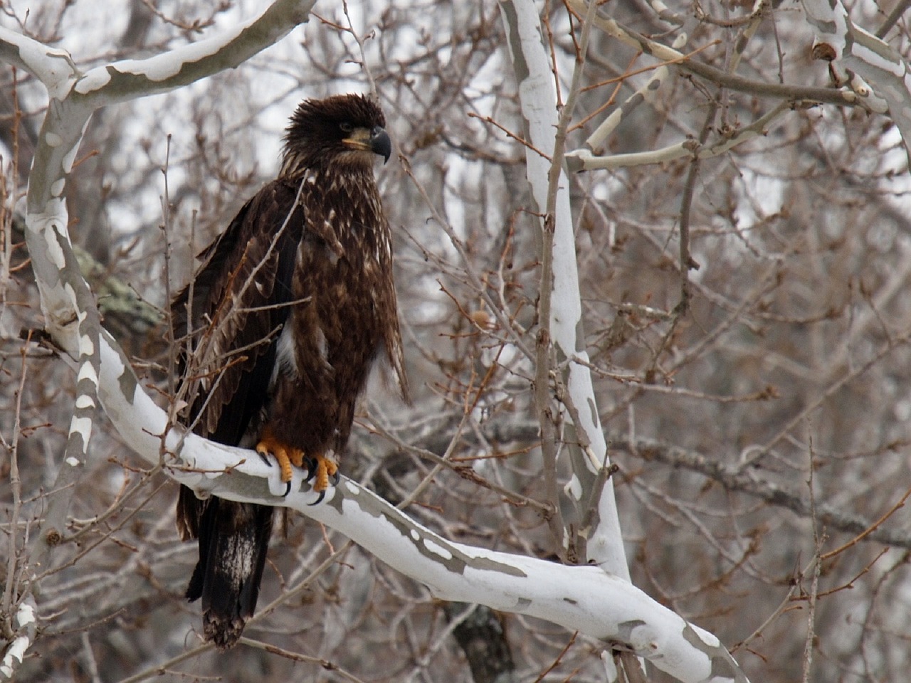 eagle bird juvenile free photo