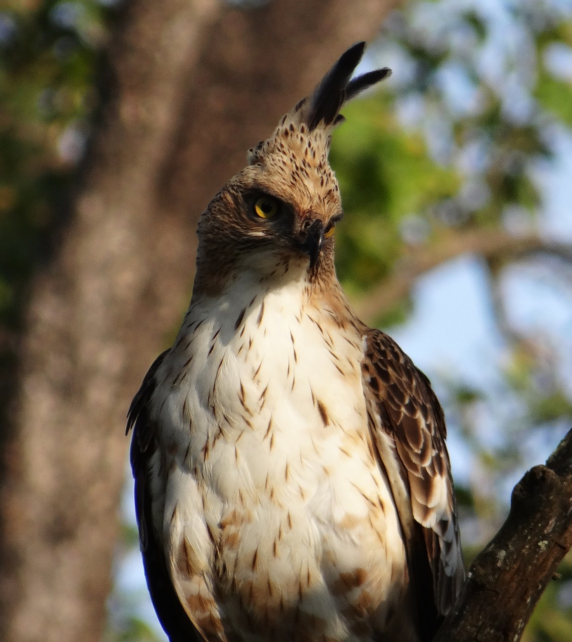 eagle changeable hawk-eagle crested hawk-eagle free photo