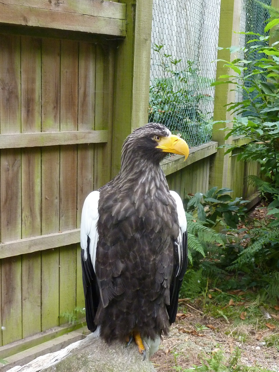 eagle raptor free pictures free photo