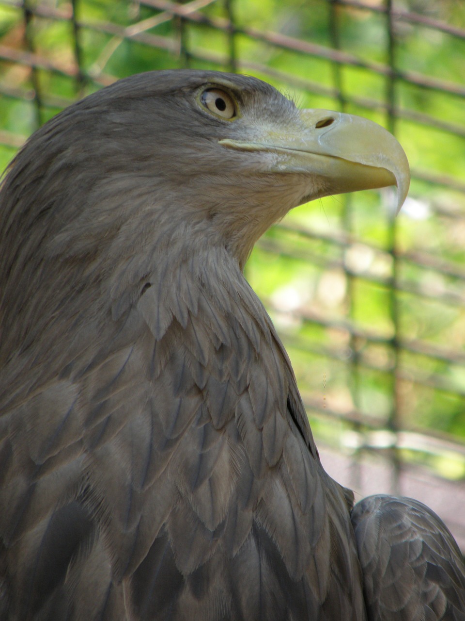 eagle head beak free photo