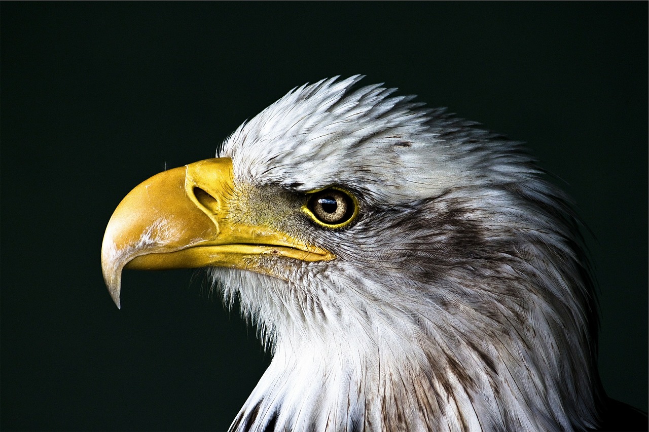 eagle bald bird free photo