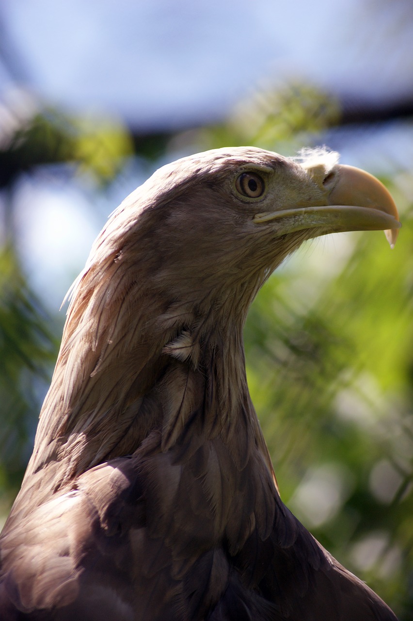 eagle bird majesty free photo