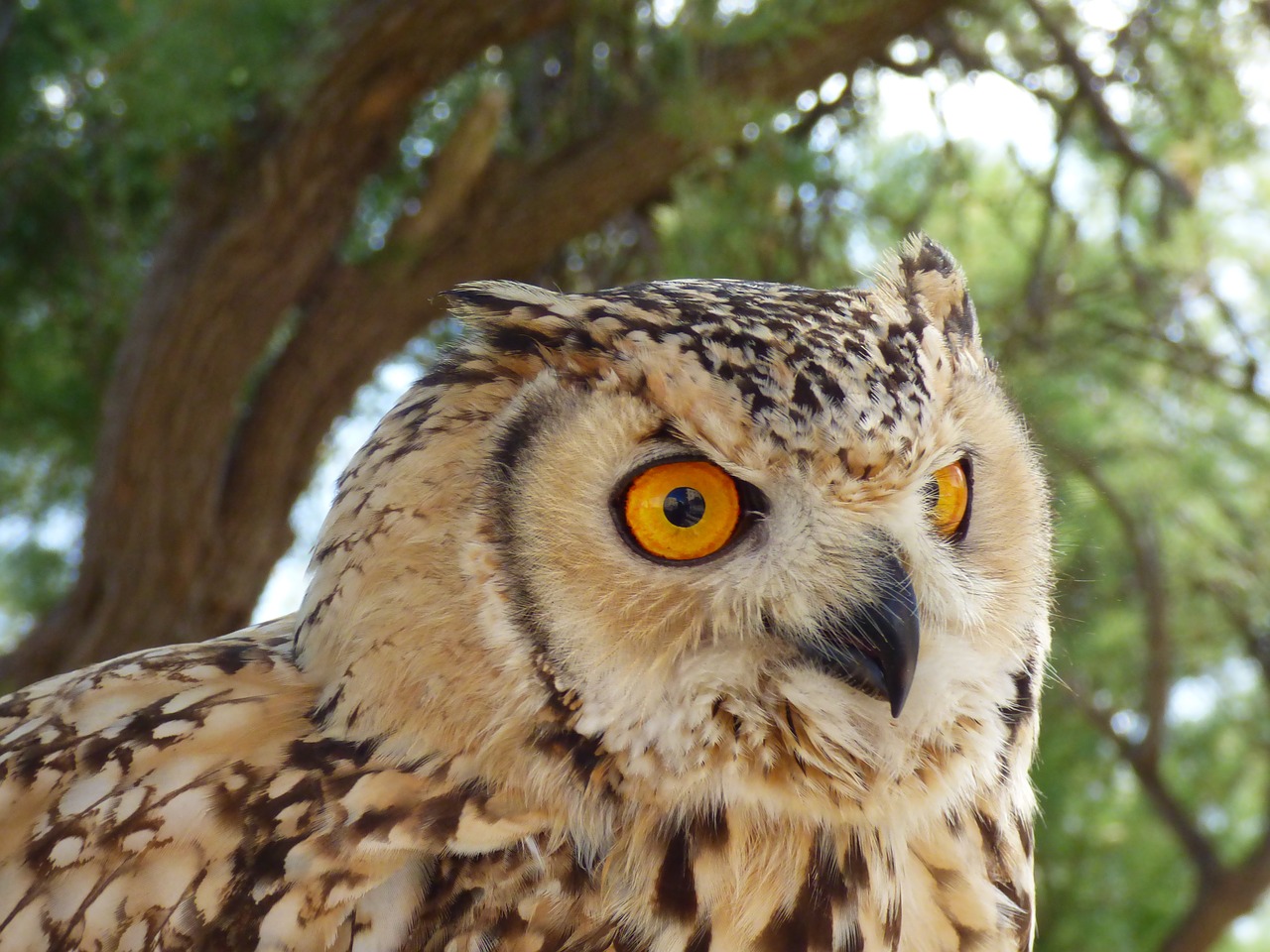 eagle owl wildlife free photo