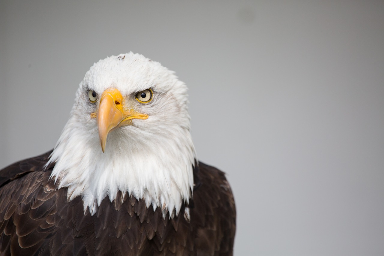 eagle nature raptor free photo