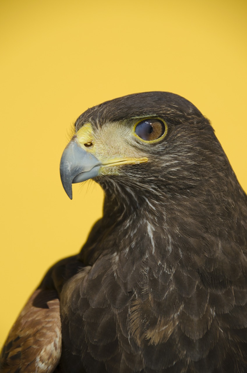 eagle birds of prey animals free photo