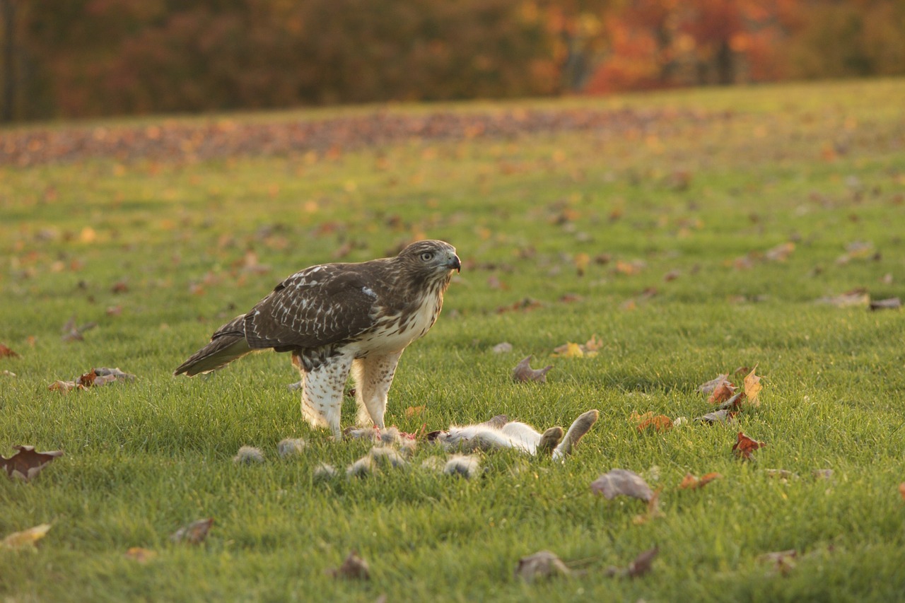 eagle kill bird free photo