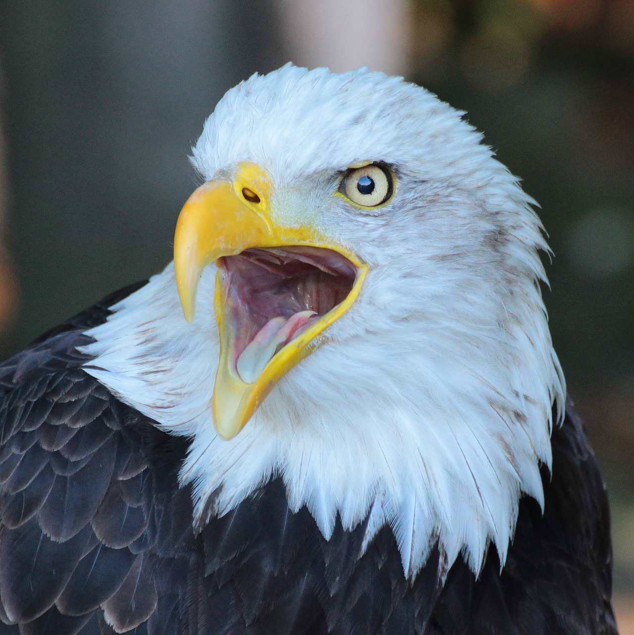 eagle bird closeup free photo