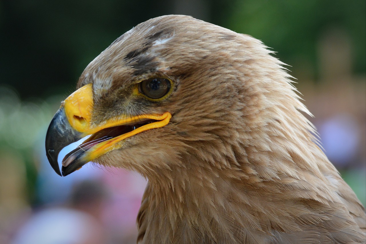 eagle bird bird of prey free photo