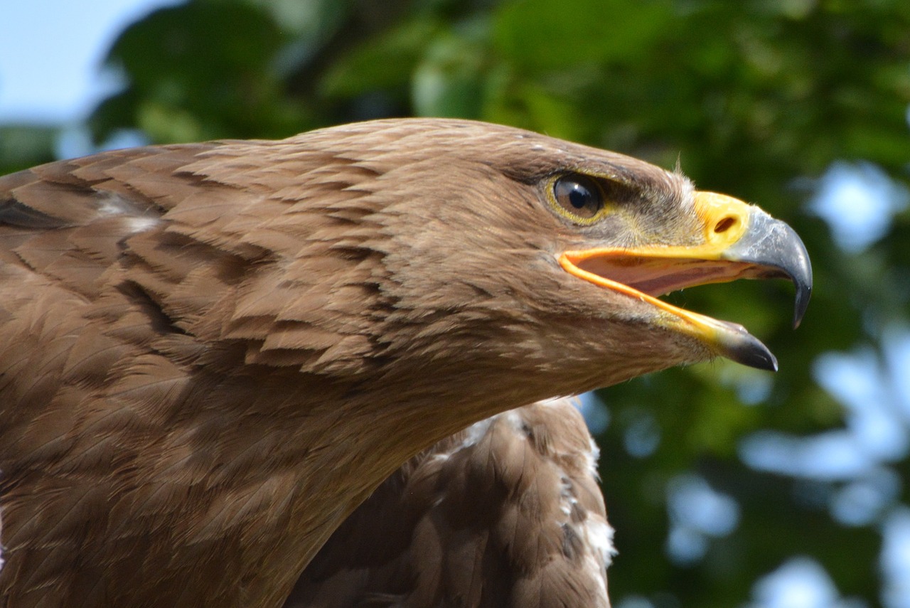 eagle bird bird of prey free photo