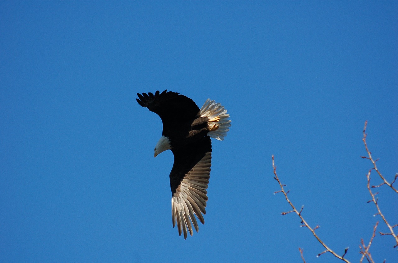 eagle flight bird free photo