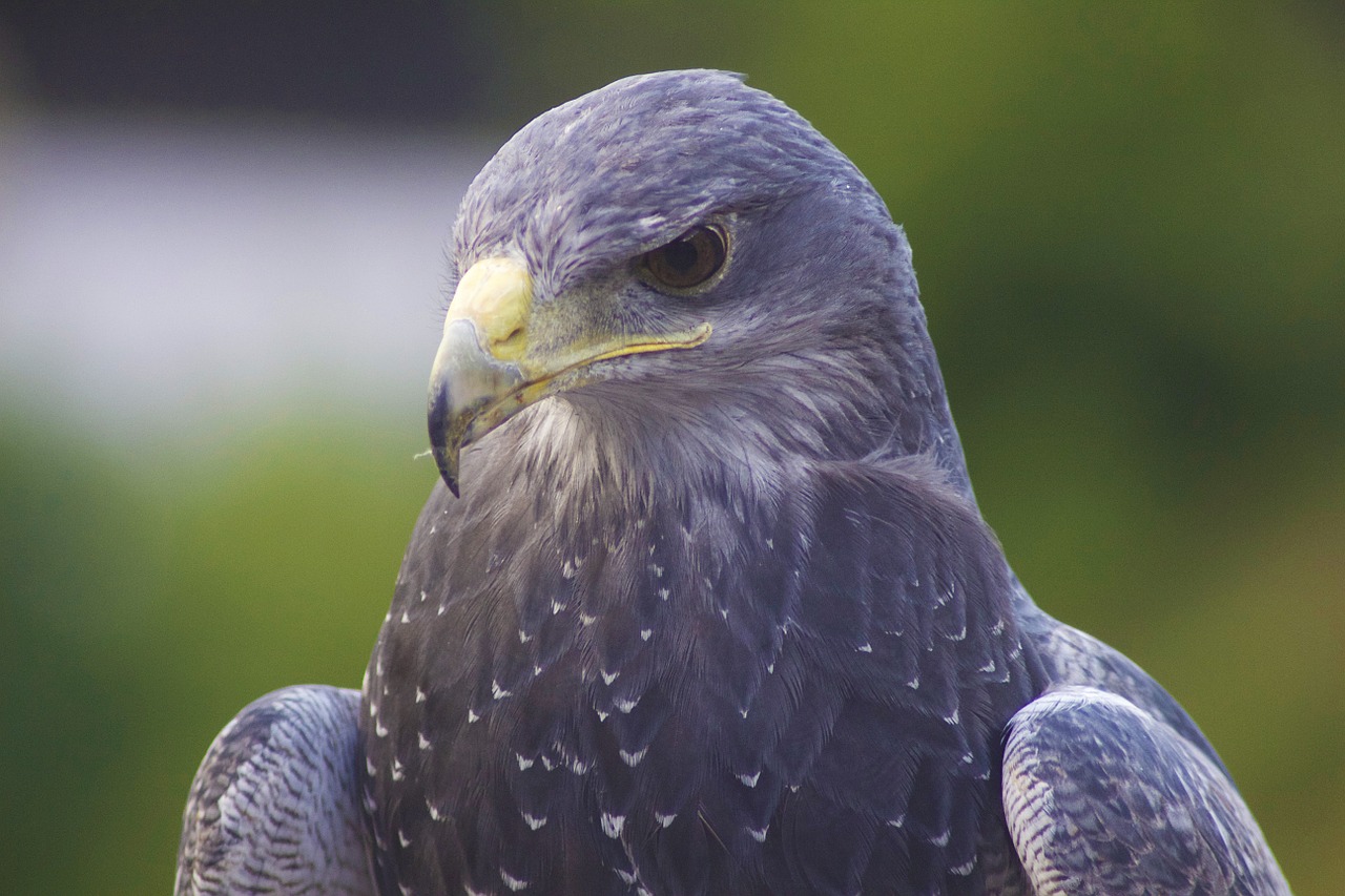 eagle bird head free photo