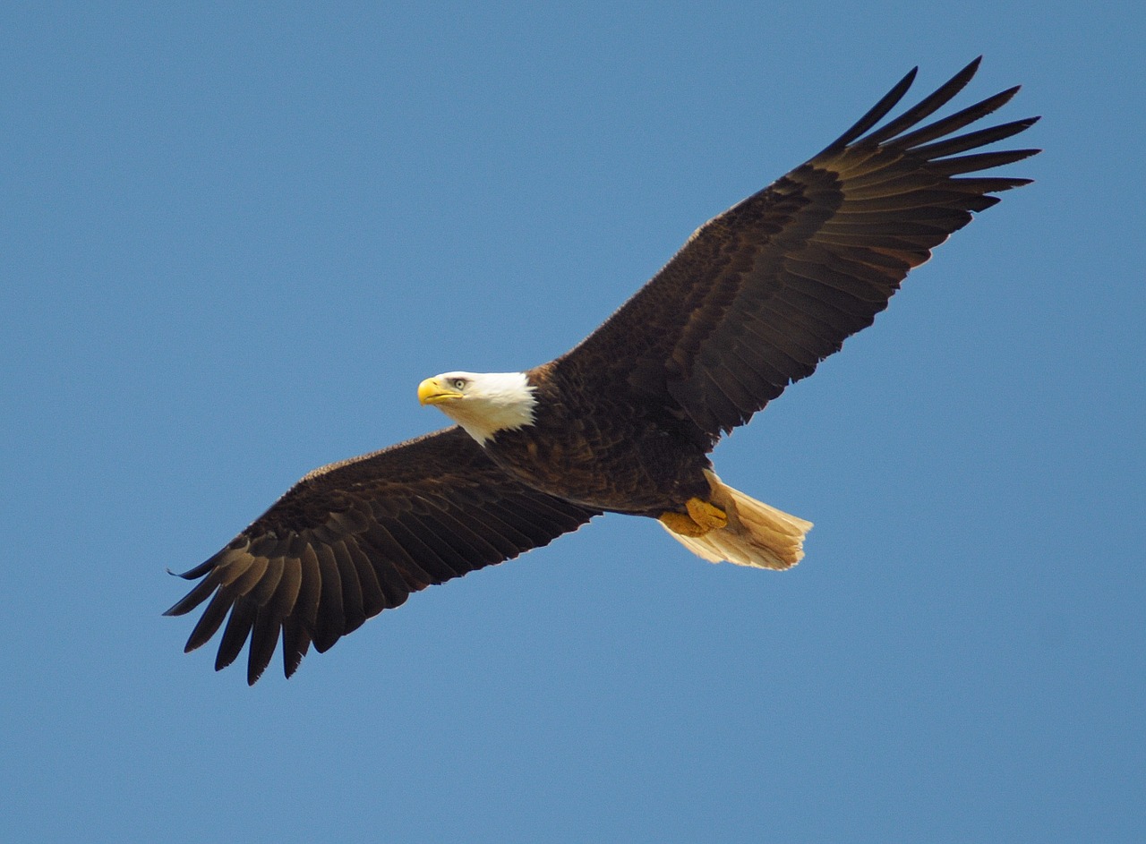 eagle fly bird free photo