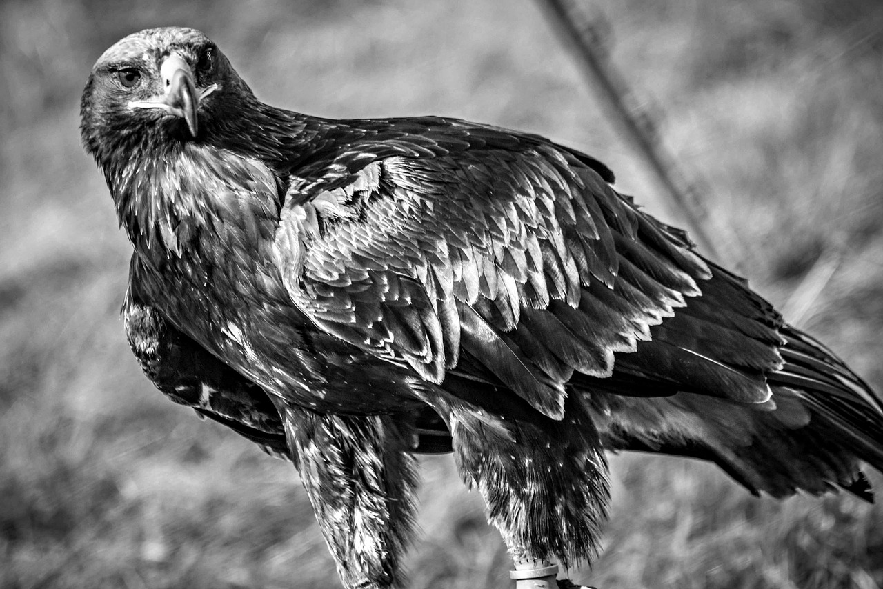eagle black and white bird free photo