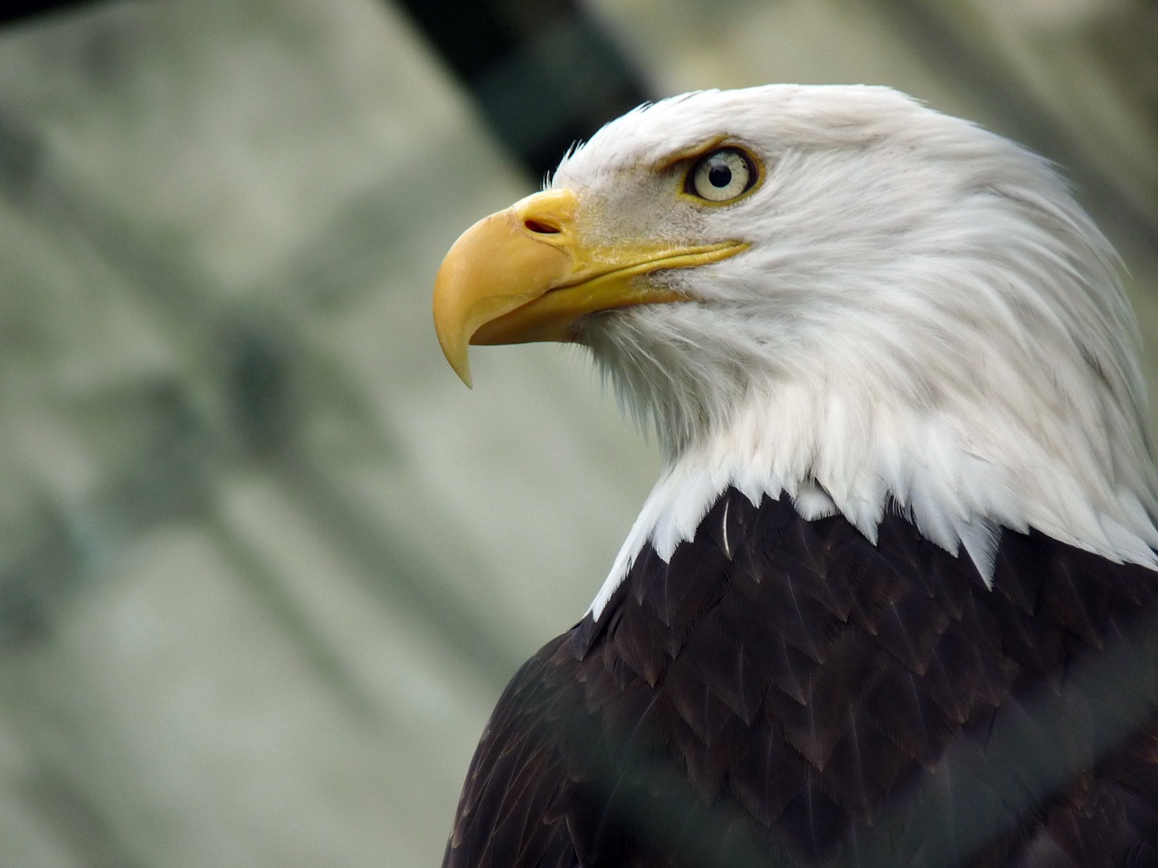 eagle washington eagle sea-eagle free photo