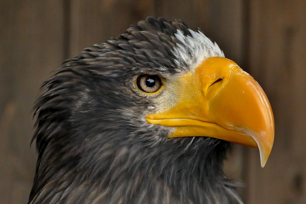 eagle bird symbol free photo