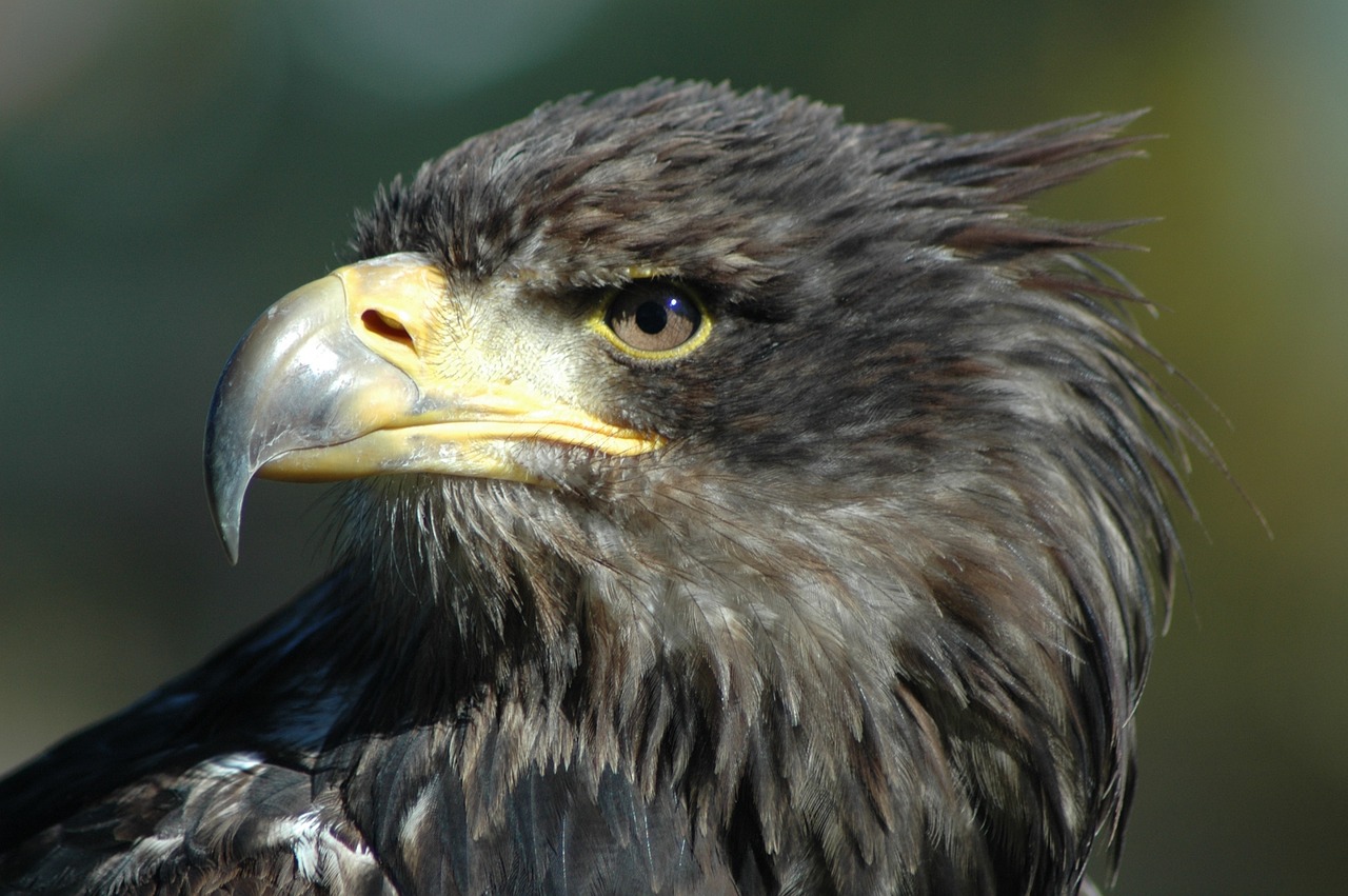 eagle 9 raptor observing free photo
