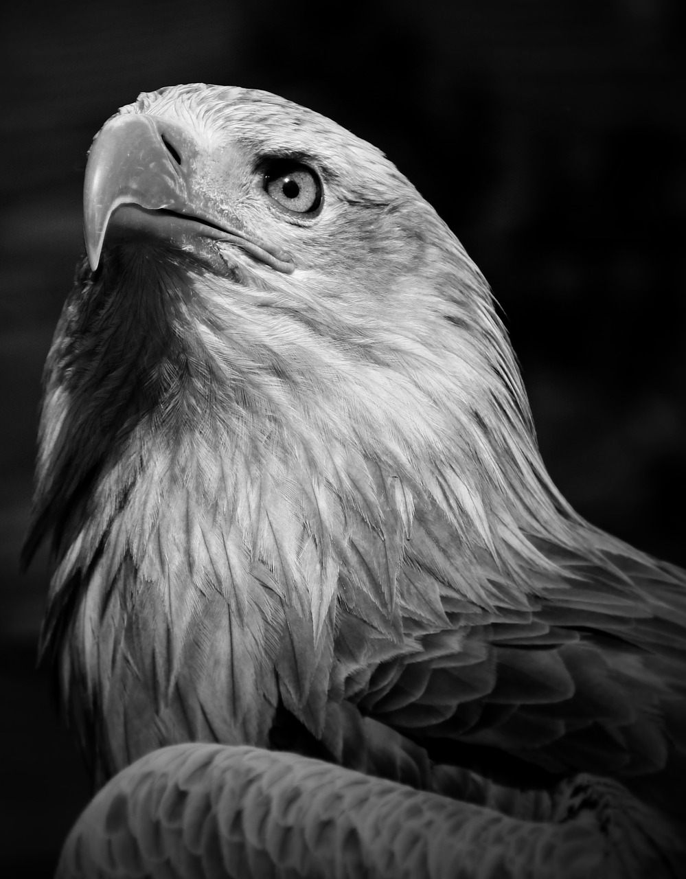 eagle bird outside free photo