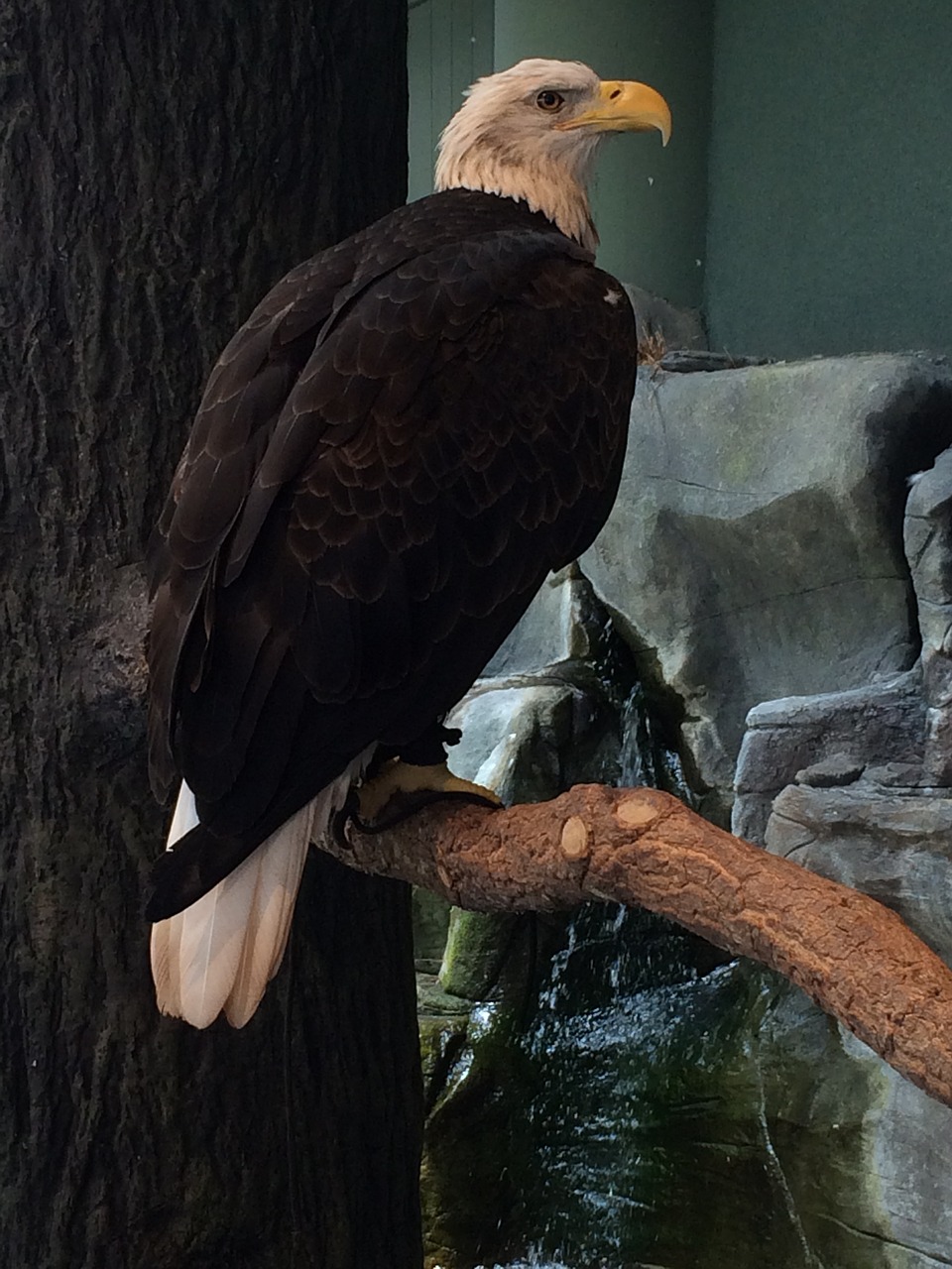 eagle zoo bird show free photo