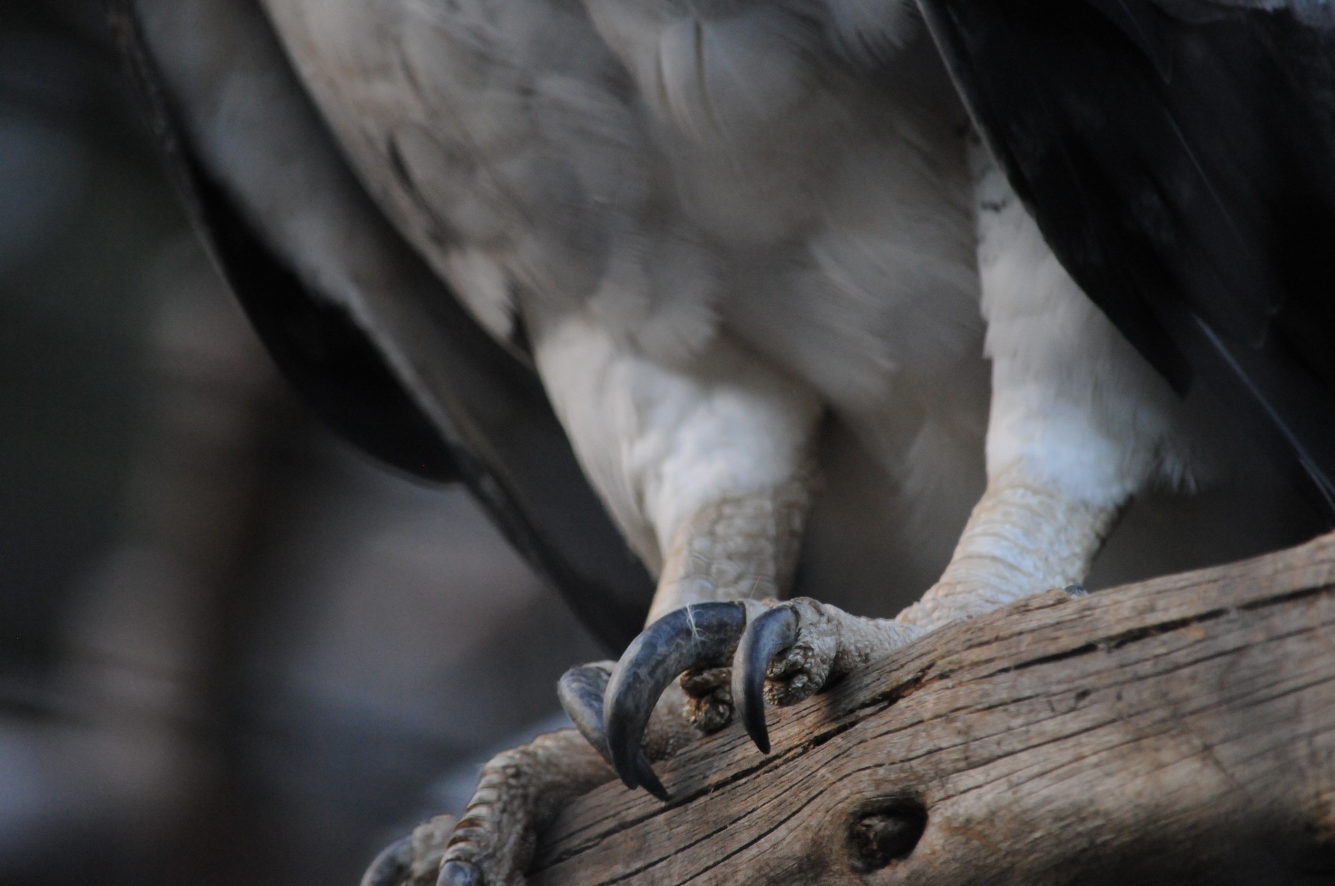 bird eagle harpy eagle free photo