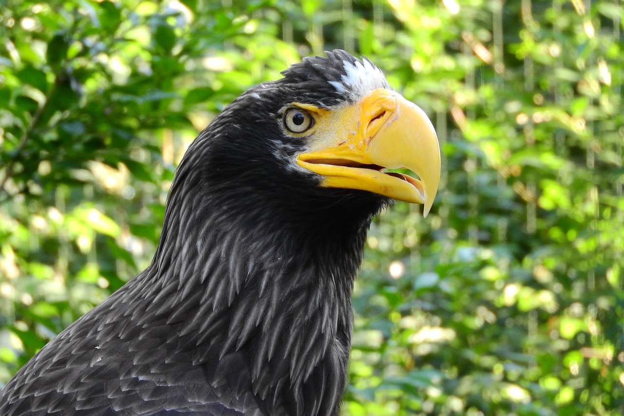 eagle eastern haliaeetus pelagicus eagle free photo