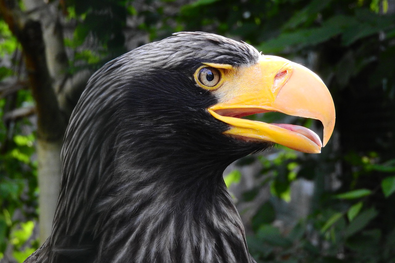 eagle eastern haliaeetus pelagicus eagle free photo