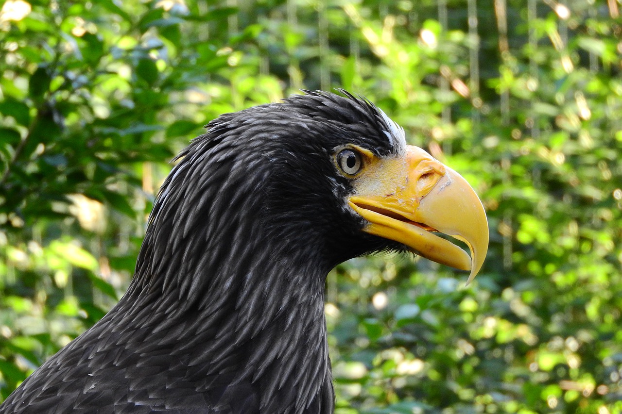 eagle eastern haliaeetus pelagicus eagle free photo