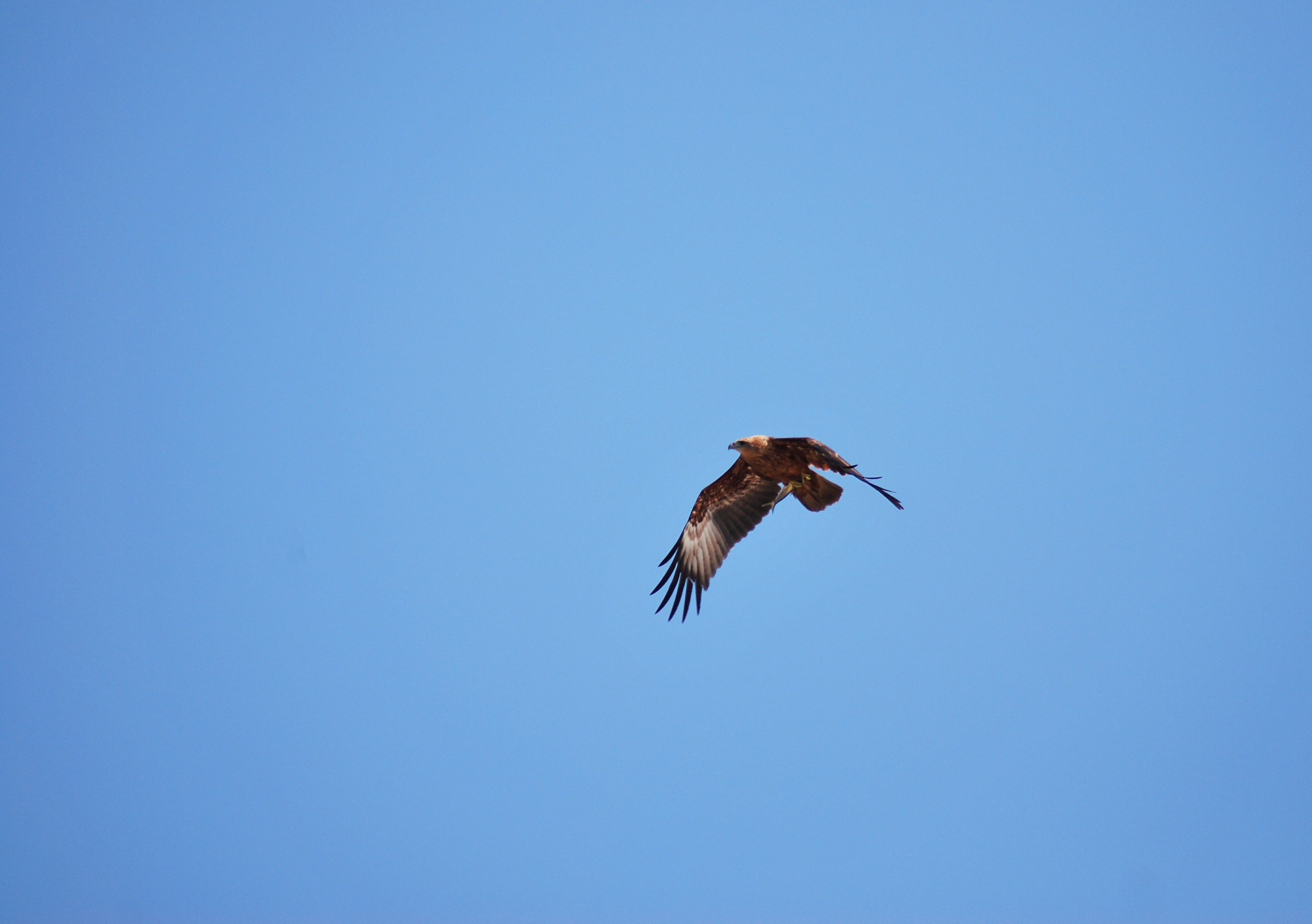 eagle flying benaulim free photo