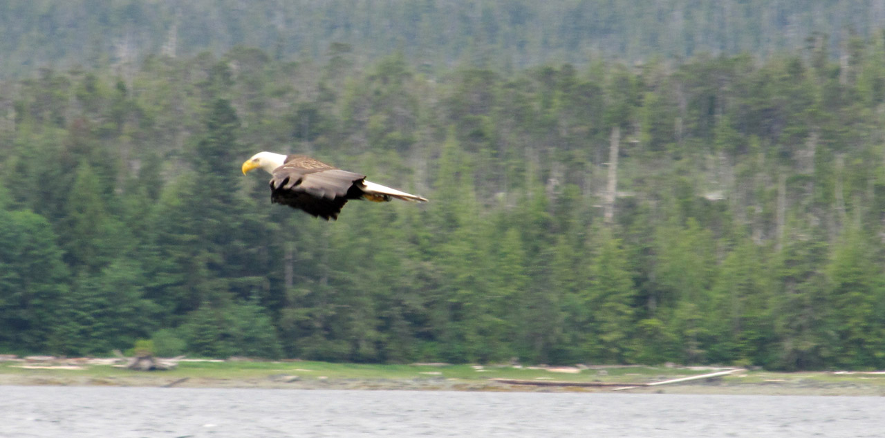 bald eagle flight free photo