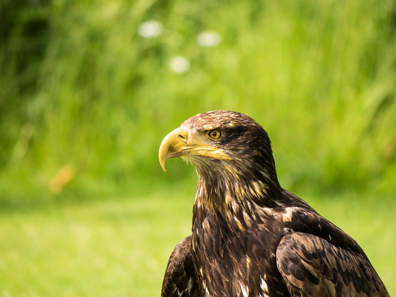 eagle head bird plumage free photo
