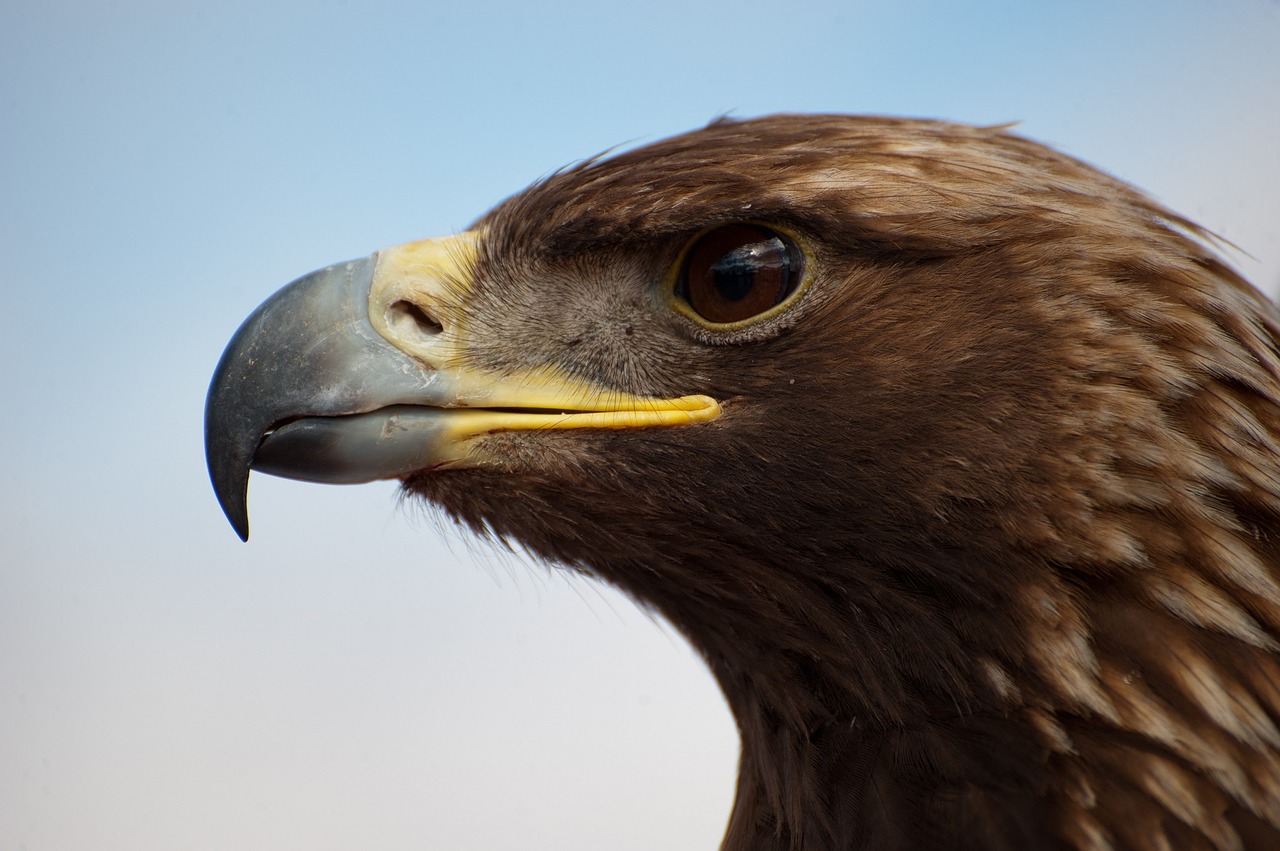 eagle head profile bird free photo