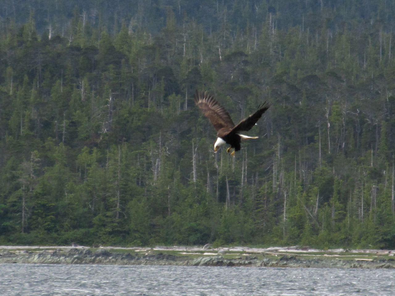 bald eagle hunting free photo